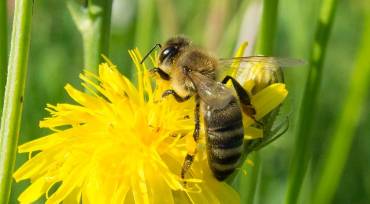 Как пчелите правят мед?