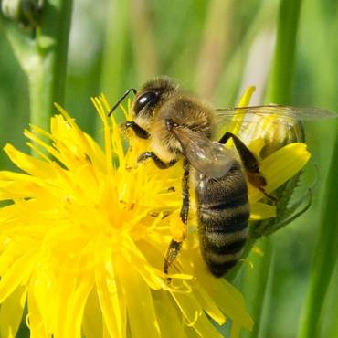 Как пчелите правят мед?